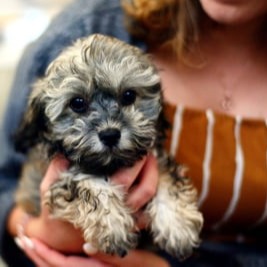 pet website testimonial